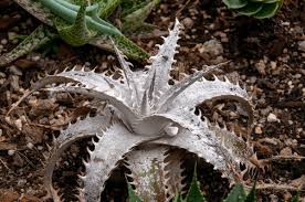 Image result for Dyckia
