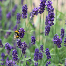 Error Deloitte Uk Flower Seeds Lavender Plant Lavender Flowers