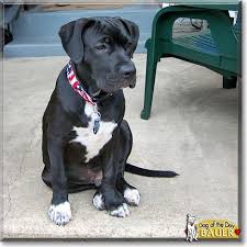 American Pitbull Terrier Mix Black And White Pin On Beautifulness