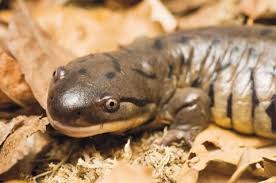 Pin On Salamander Reference