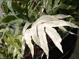 Image result for Drynaria volkensii