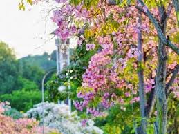 This time it's a lil special , a selfie art! Bunga Sakura Kembali Mekar Di Taman Kota Kijang Bintan