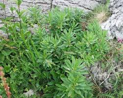 Image result for Daphne mezereum