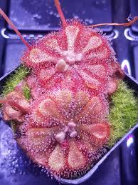 Image result for Drosera natalensis