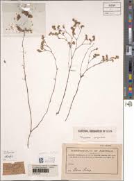 Image result for Polycarpaea corymbosa