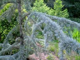 Maybe you would like to learn more about one of these? Deodar Cedar Growth Rate Cones Varieties Otherinformation