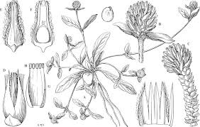 Image result for Celosia stuhlmanniana