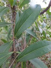 Image result for Strychnos pungens