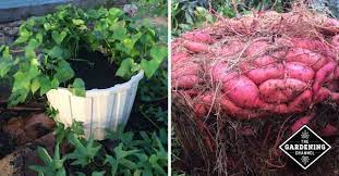 Buy seed potato tubers in february. How To Grow A Massive Sweet Potato Harvest With Diy Containers Gardening Channel