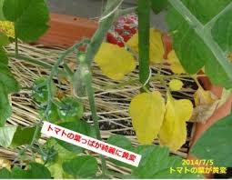 トマトの葉っぱが枯れてきたら主な原因を３つ頭に入れておこう あぐうのベランダ菜園で実験中