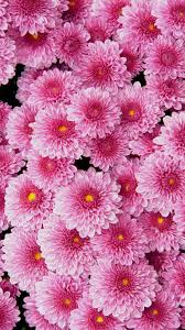 Search more natures wallpaper wallpapers at related section or right panel. Cute Pink Flowers Wallpaper Novocom Top