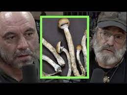 The Benefits Of Micro Dosing Mushrooms W Paul Stamets Joe Rogan Youtube Stuffed Mushrooms Joe Rogan Micro