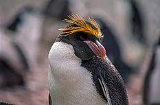 Thingiverse is a universe of things. Macaroni Penguin Wikipedia