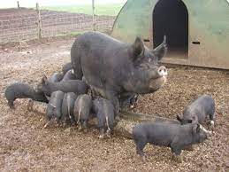 Berkshire Pigs Great Temperament Delicious Meat And Around 600lbs Fully Grown Berkshire Pigs Pastured Pigs Pig