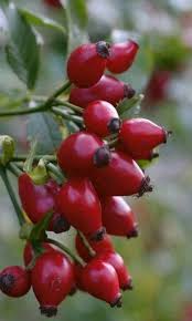 Pin On Fruits Et Legumes Du Monde