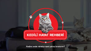 Kedimi Evde Rahatca Nasil Yalniz Birakirim Youtube