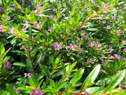 Image result for Cuphea hyssopifolia