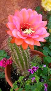 While cacti are known to require very little water, they do require some water, so don't forget about them completely! 97 Cactus With Flowers Ideas Cactus Planting Succulents Cactus Plants