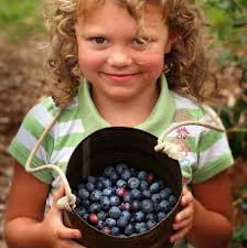 Berry bounty is ripe for the picking