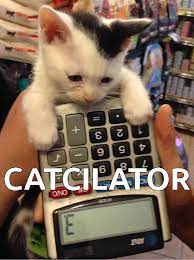 Funny Cats Hilarious Cats On Internetz Image 2979304 On Favim Com