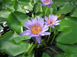 Image result for Nymphaea maculata