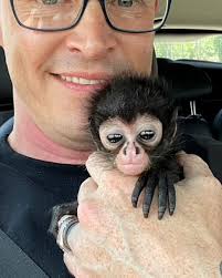 This adorable baby monkey melts hearts whether he sits, runs, jumps or  wreaks havoc 🙉 ❤️