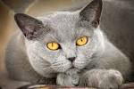 Grey Is the New Black: A Look at Grey Cat Breeds | Litter ...