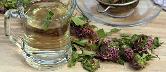 Image result for Monadenium herbaceum