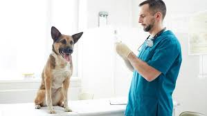 Metacam Schmerzmittel Fur Hunde Katzen Pferde Tiergesund De