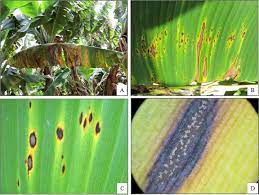 For a complete list of exotic pests of banana, contact australian banana growers' council for a copy of the biosecurity measures suggested in this video are also effective for other diseases (caused by fungi, bacteria found in india, the philippines and sri lanka. Sigatoka Disease Complex Of Banana In Brazil International Pest Control Magazine