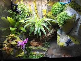 Videotuto Fabrication Terrarium Dendrobate Azureus Azureus Dendrobate Fabrication Terrarium Https Tutotube Fr A Terrarium Aquarium Terrarium Aquarium