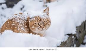 163,050 imágenes, fotos de stock, objetos en 3D y vectores sobre Neva gates 