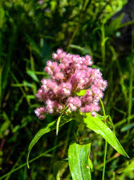 Image result for Floscopa glomerata