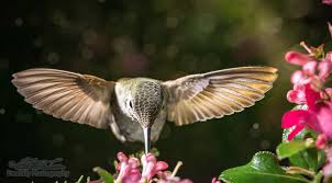 front view this is a front view of a hummingbird hovering for flowers photography and videography dark green background online photography hummingbird hovering for flowers