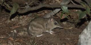 You can add a physical barrier, repellent herbs, bonemeal, or cayenne pepper to keep them away. Bandicoot Digs The Little Marsupial Burrows That Keep Australia S Soil Healthy