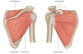Check spelling or type a new query. Rotator Cuff Inury Yoga Stacy Dockins