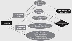 The worst of all humans activities on this planet is the act of contaminating and polluting his surroundings. Human Health Effects Of Air Pollution Sciencedirect