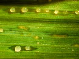 Maybe you would like to learn more about one of these? Bacterial Diseases Of Plants Ohioline