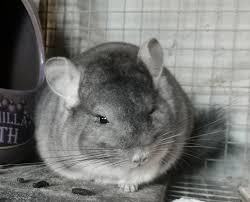 Uk rosewood naturals chinchilla & degu delight (150g). Wood S Chinchilla S Manchester Uk Home Facebook