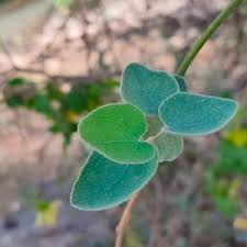 Image result for Cocculus hirsutus