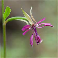 Clarkia Rhomboidea Wikipedia