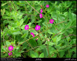 Image result for Talinum portulacifolium