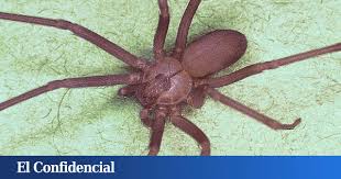 ¿cómo es la araña del rincón? Asi Es La Arana Violinista La Invasora Mas Letal Que Una Cobra Que Crea Alerta Sin Razon