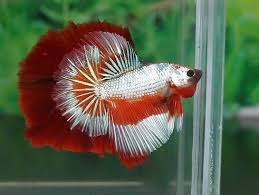 Pin By Faye Mallette On Fishies Betta Fish Betta Betta Fish Tank