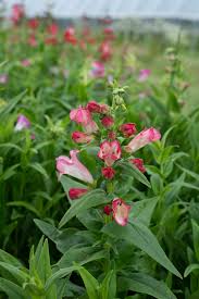 Image result for Penstemon hartwegii