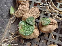 Image result for Eriospermum porphyrium