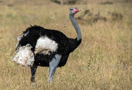 — which animal is bigger: Extinct 11 Foot Super Ostrich Was As Massive As A Polar Bear Scientific American