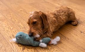 Cependant, certaines huiles essentielles possèdent des vertus antiparasitaires que l'on peut utiliser pour traiter son animal contre les puces. Comment Se Debarrasser Des Puces De Parquet