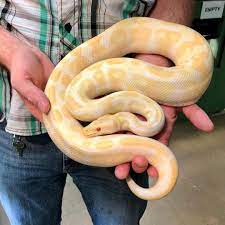 Pin On Ball Pythons
