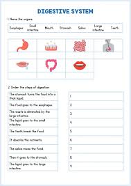 Digestive System Interactive And Downloadable Worksheet You Can Do The Exercises Onlin In 2020 Digestive System Worksheet Digestive System Activities Digestive System